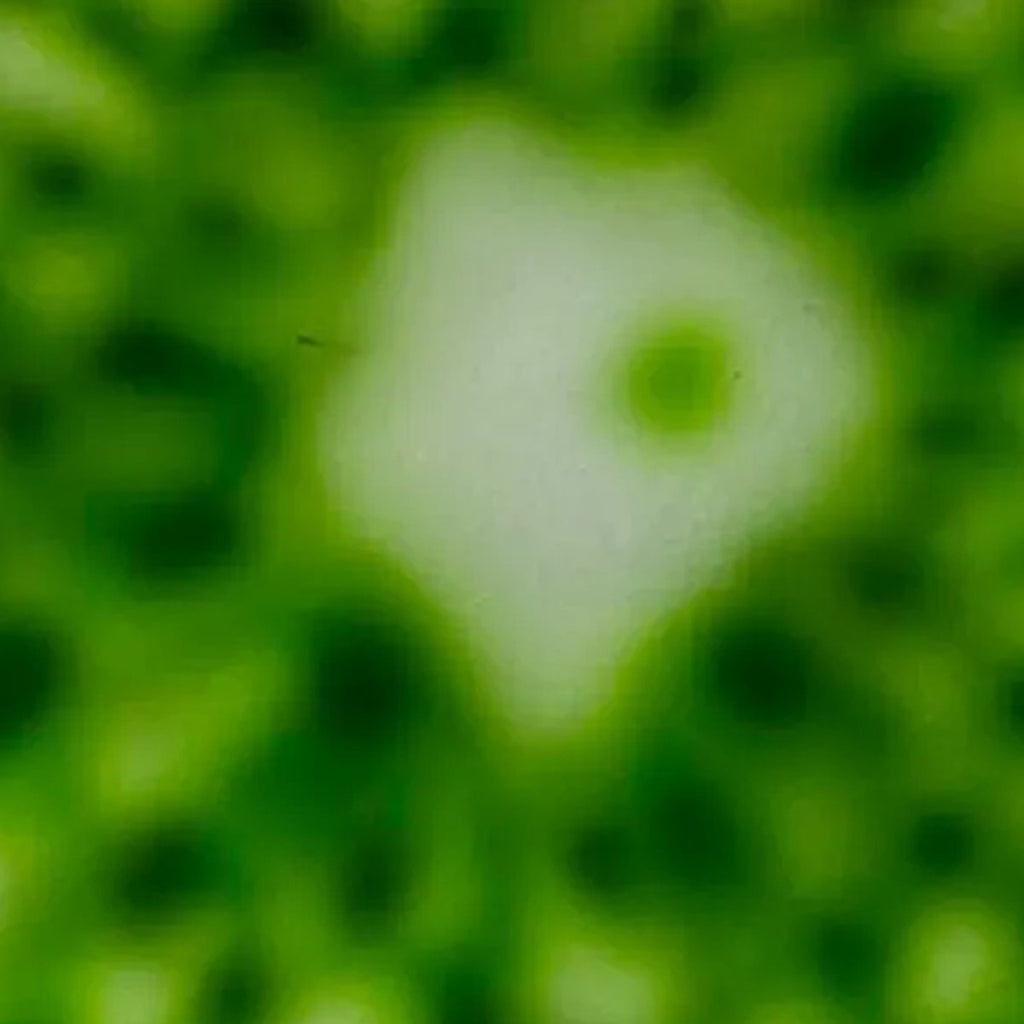EMBRYO