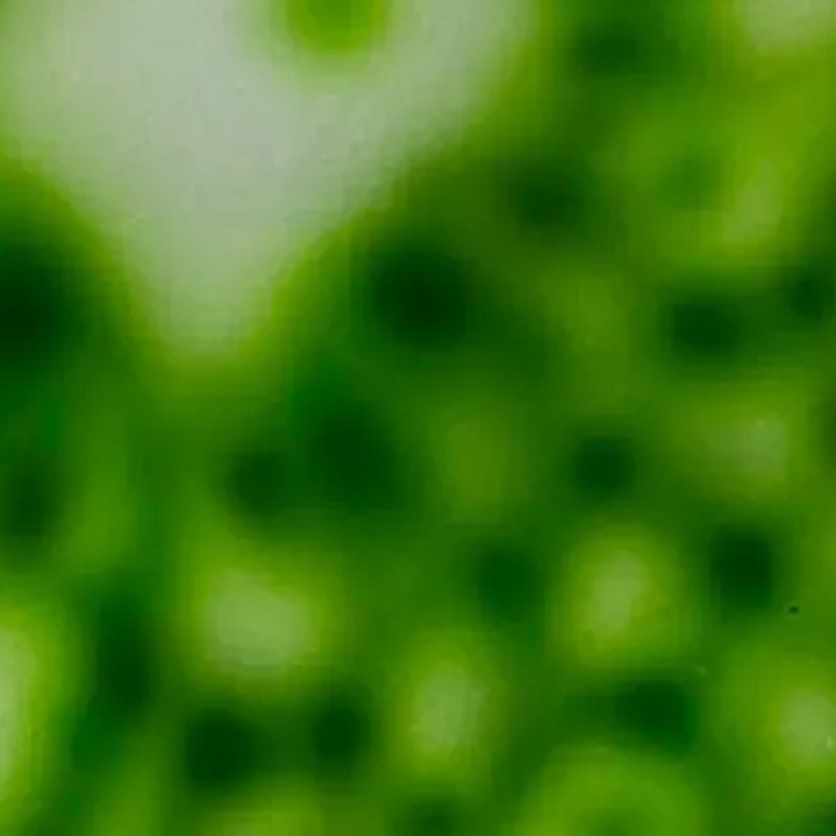 EMBRYO