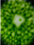 EMBRYO